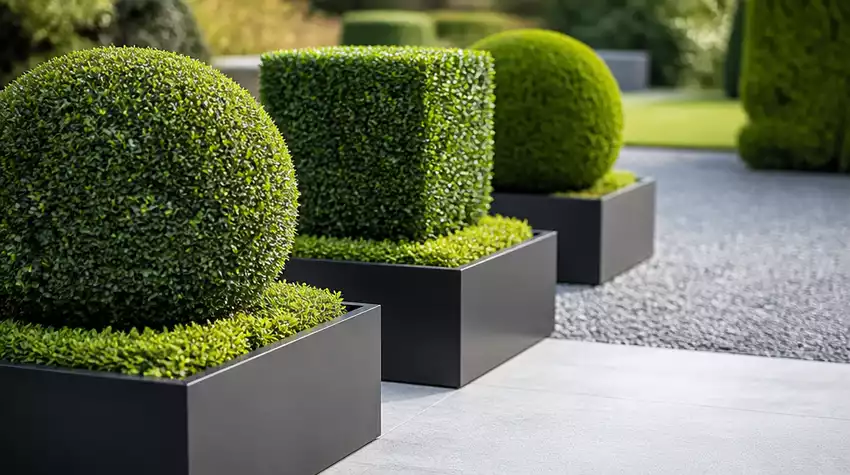 Sculptural Shrubs for Contemporary Spaces